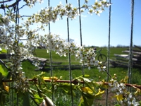 Our Ash Grove Spring Loom